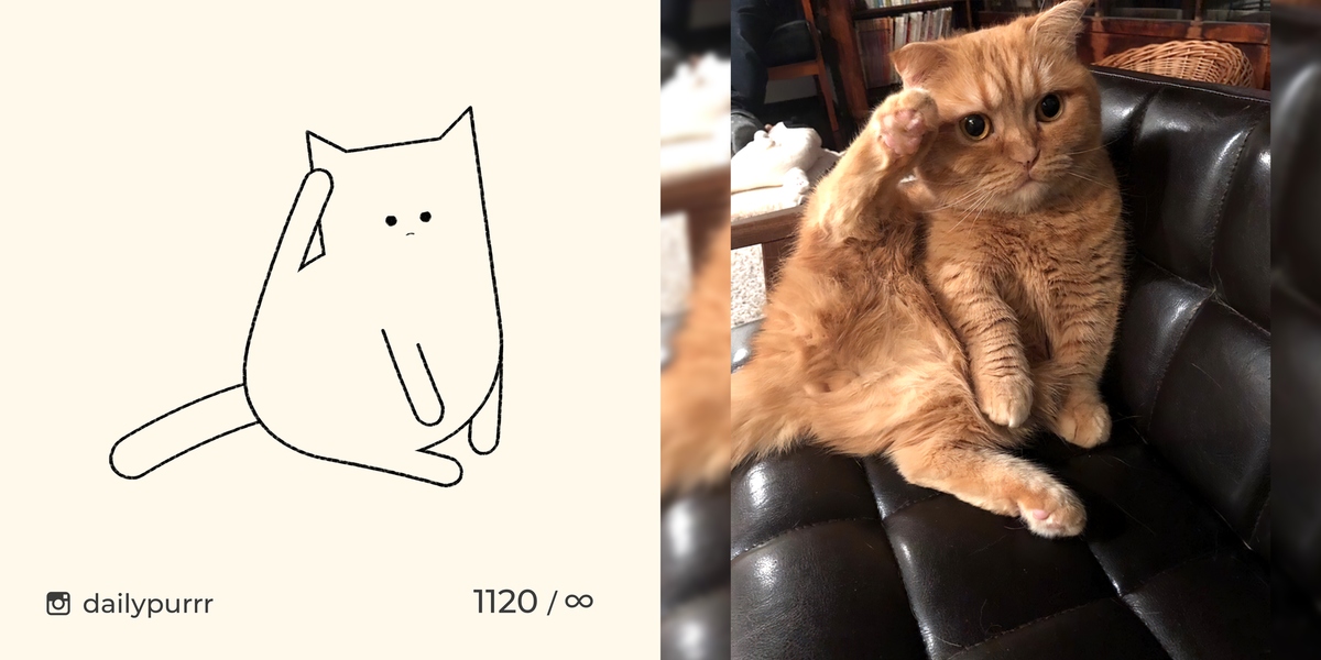 Кот хоба