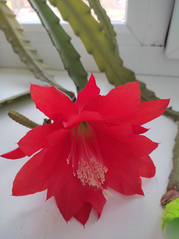 Кактус зацвёл!