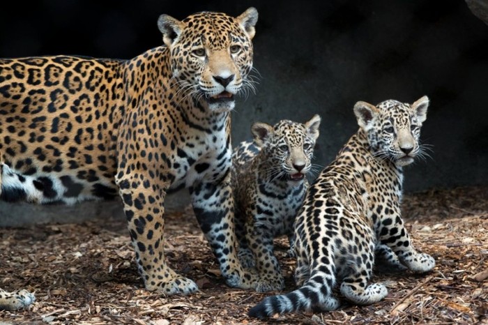 Интересные факты о ягуарах Ягуар, Большие кошки, Семейство кошачьих, Интересное, Факты, Длиннопост