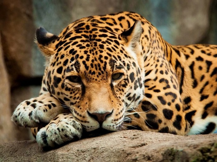 Интересные факты о ягуарах Ягуар, Большие кошки, Семейство кошачьих, Интересное, Факты, Длиннопост