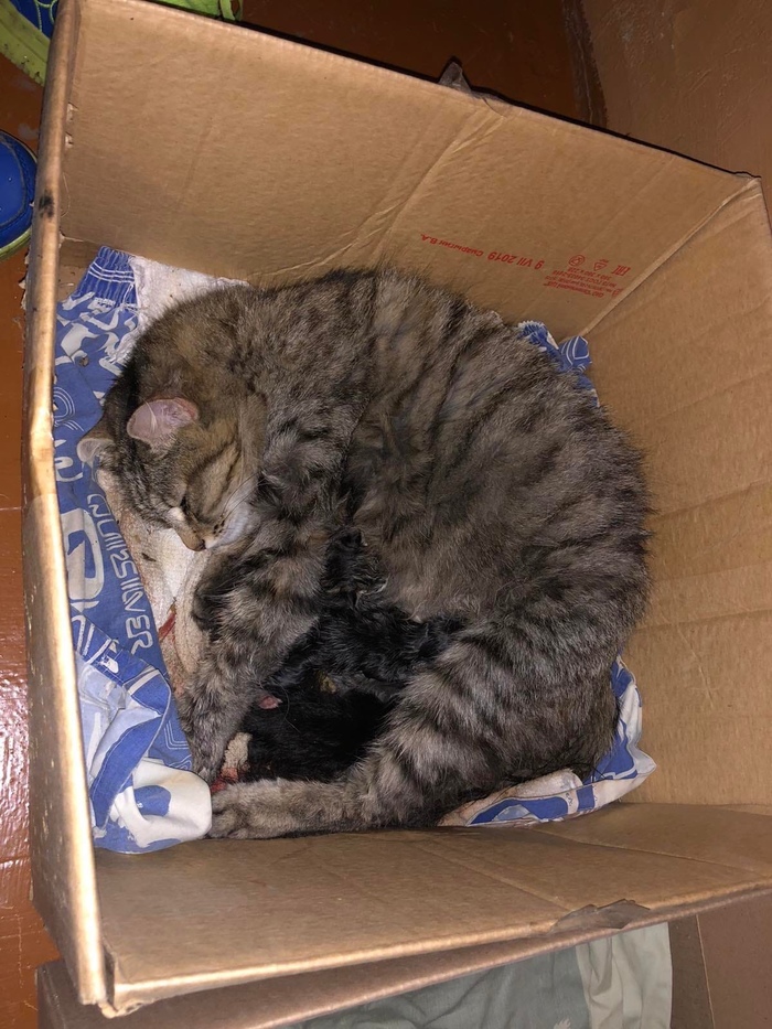 кошка родила в подъезде что делать. Смотреть фото кошка родила в подъезде что делать. Смотреть картинку кошка родила в подъезде что делать. Картинка про кошка родила в подъезде что делать. Фото кошка родила в подъезде что делать