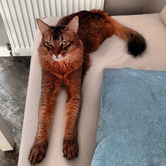 Я шерстяной котяра, как длинны мои лапищи