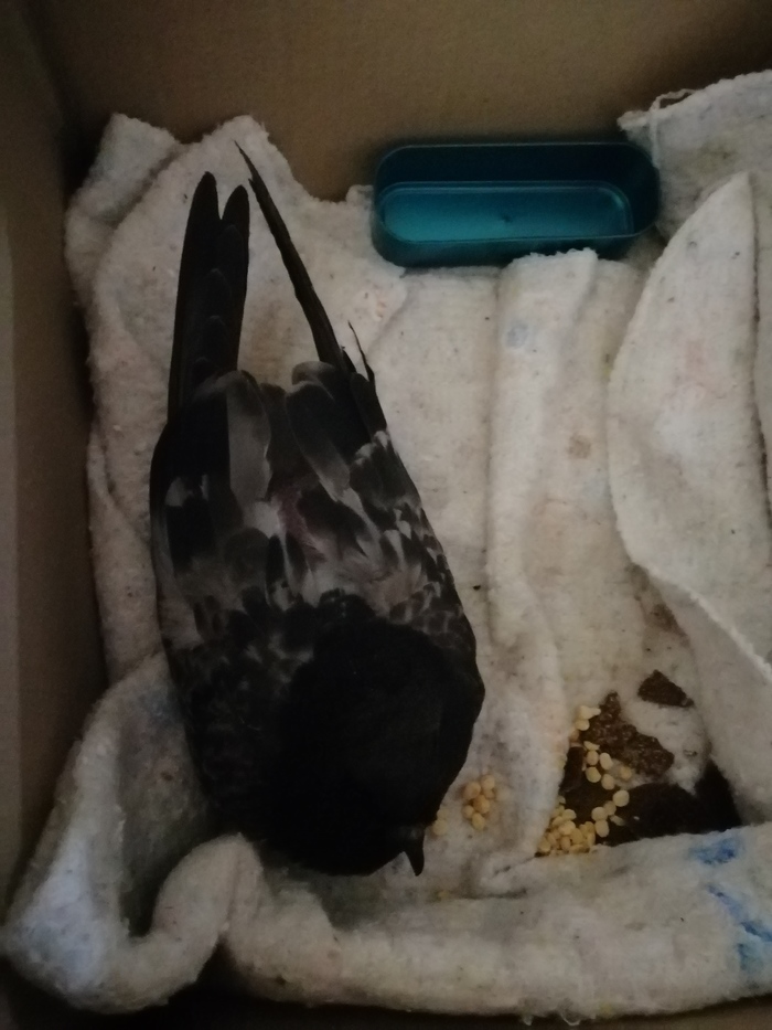 ����� �������� ������. ����� ������. �������