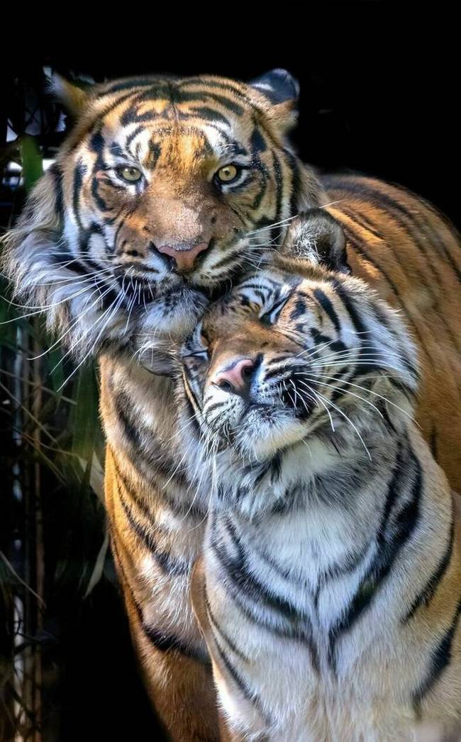 Влюблённые тигры (67 фото)