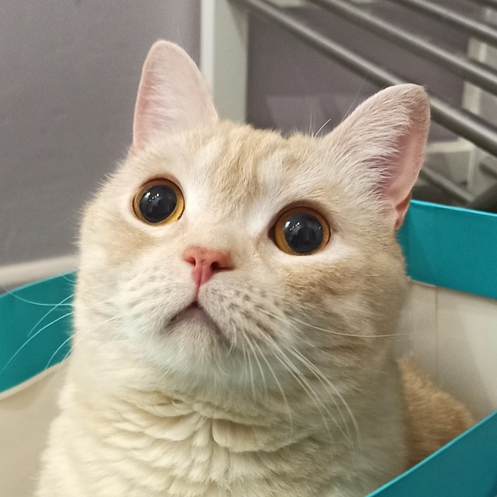 Когда показываешь чесалке как надо делать