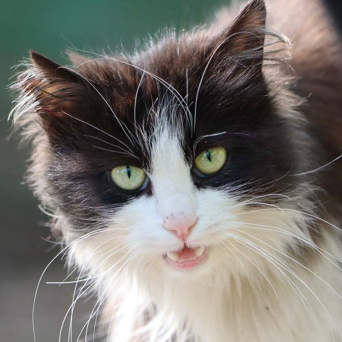 Голодный кот