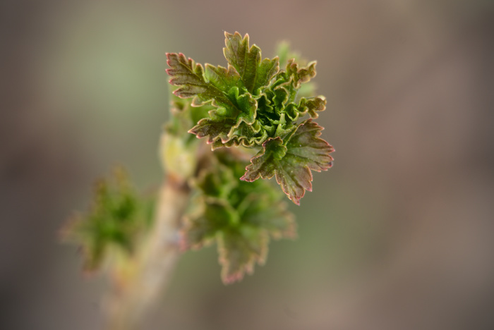 ������ �������� �� ����