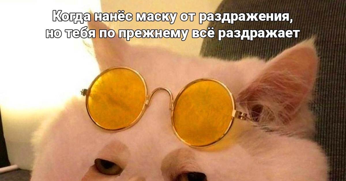 Пока пока очки. Кот в косметической маске. Кот в желтых очках. Мем в желтых очках. Котик в маске для лица и в очках.