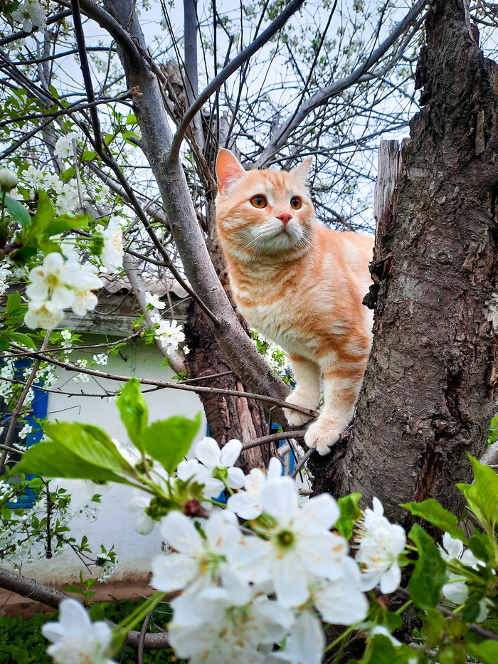 Кошки весной фото