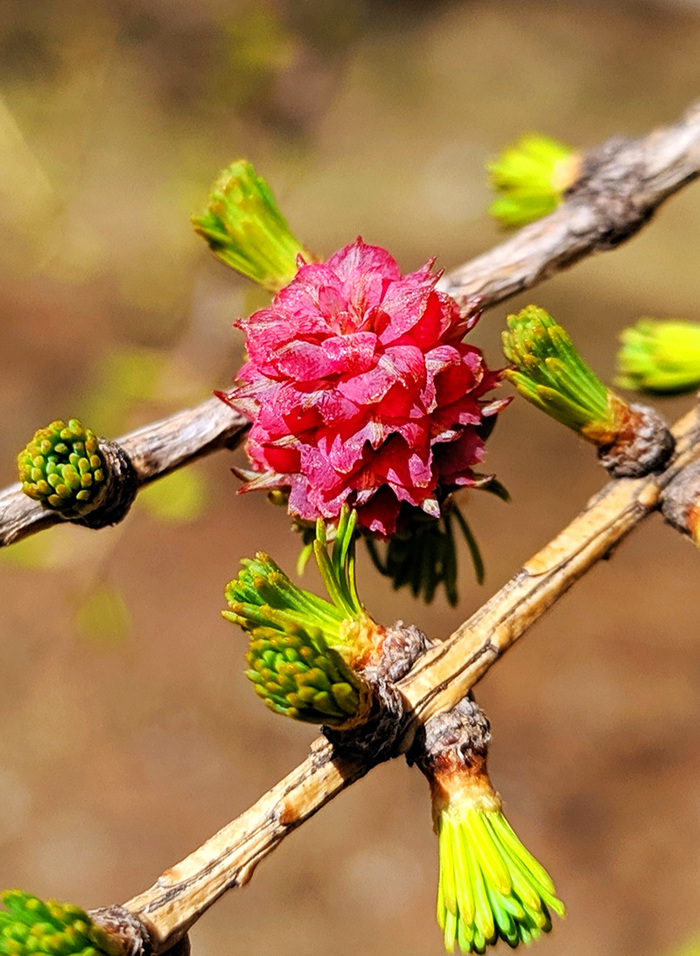 Лиственница цветет