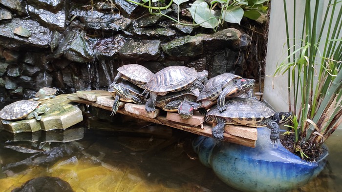 Склад туртелов)