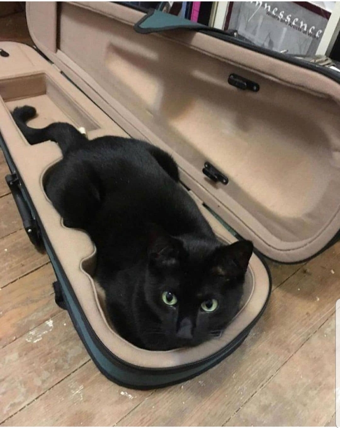 Скрипкакот