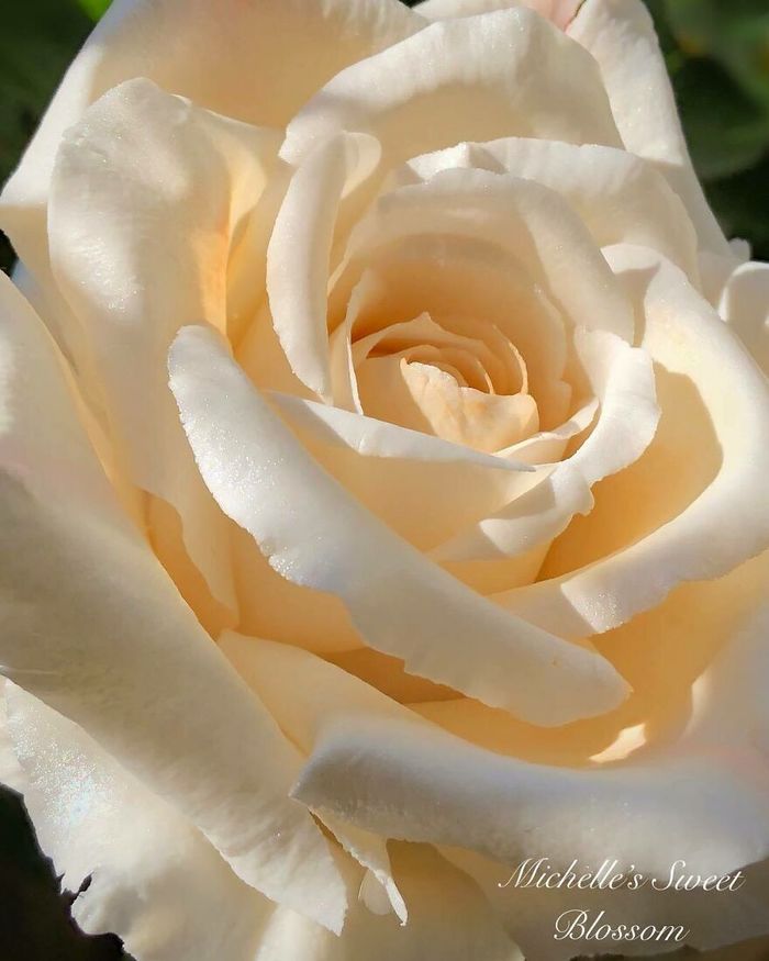 Австралийский кондитер Мишель Нгуен создает сахарные цветы Цветы, Флористика, Длиннопост