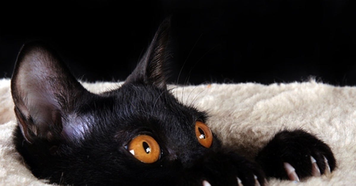 Описание черной кошки. Бомбейская порода кошек. Бомбейская черная кошка. Бомбейский черный кот. Бомбейская кошка злая.