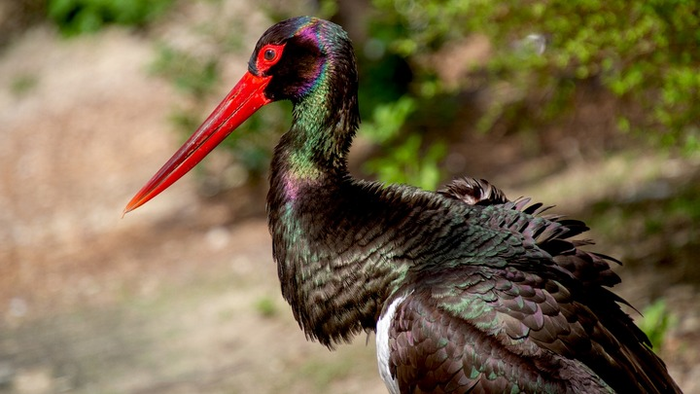 Продолжение поста «Выживший аист Роберт летит домой...»