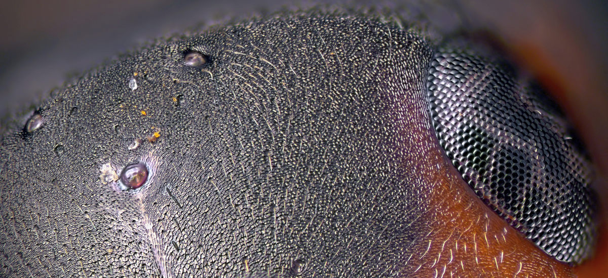 Муравьи под микроскопом фото как выглядят
