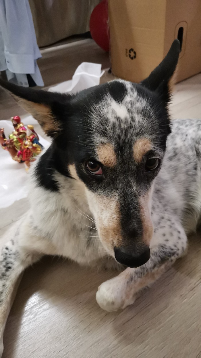 Посоветуйте приют для собаки МиМО