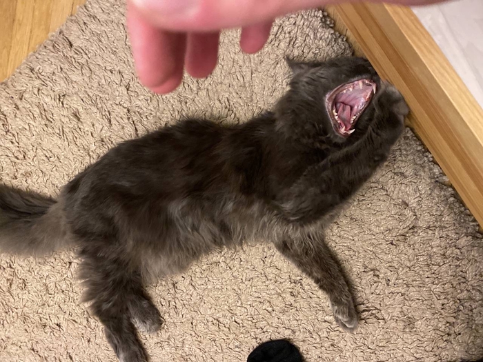 ��� (������)