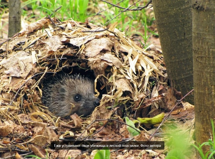 Вы когда-нибудь видели гнездо ежа? Ёжик, Животные, Природа, Биология, Насекомоядные, Длиннопост, Гнездо