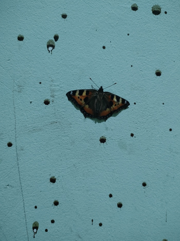 ������� � ��������