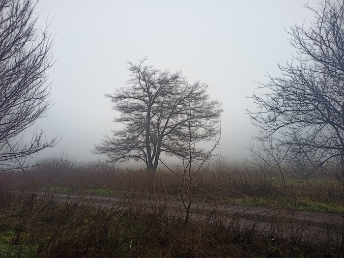 Шелковица и туман