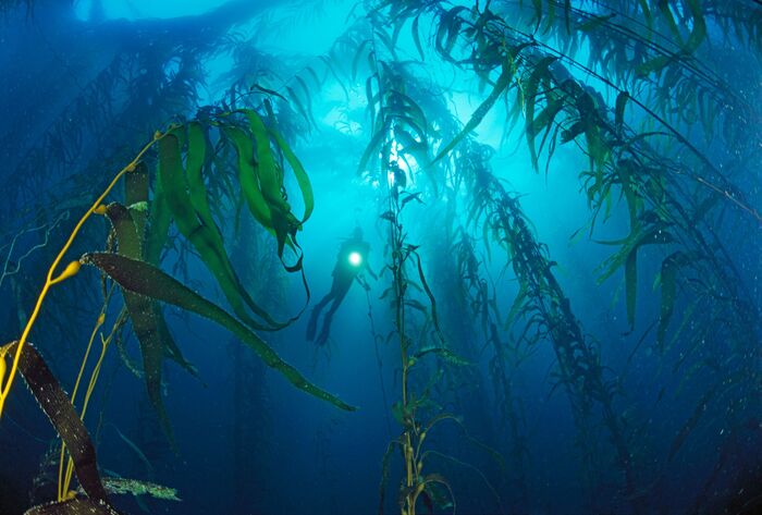 10 поразительных снимков природы в кризисе — и борьба за ее спасение / 1. Помощь для водорослей