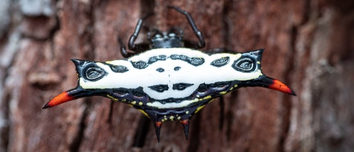 Gasteracantha westringi ()