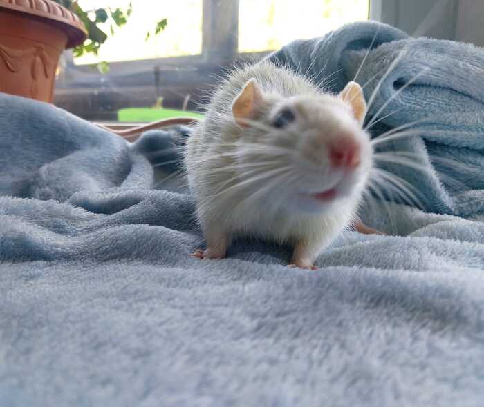 Всем привет! Это Франклин