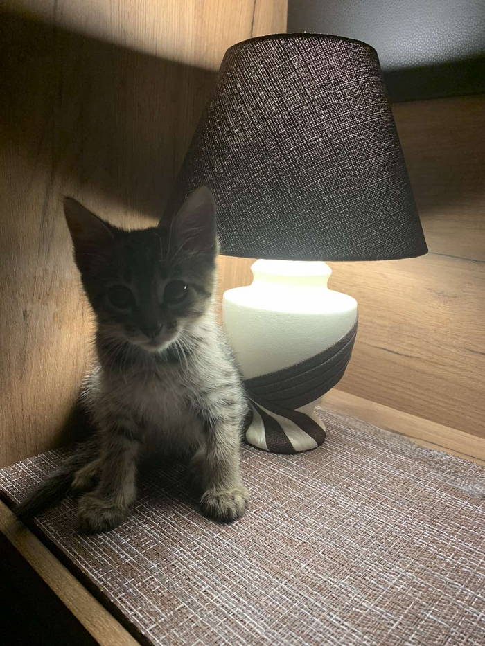 � ��� ���� ���������