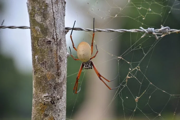 Welkam long Vanuatu Вануату, Океания, Путешествия, Фотография, Длиннопост Welkam long Vanuatu Вануату, Океания, Путешествия, Фотография, Длиннопост