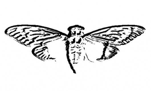 Cicada 3301 -  , , , 