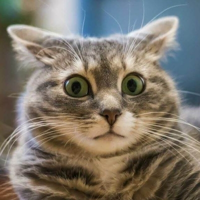 Мальчик и кот