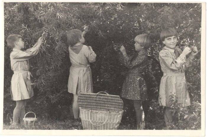 Воспитанники детского дома № 2 за сбором семян лоха, Балашов