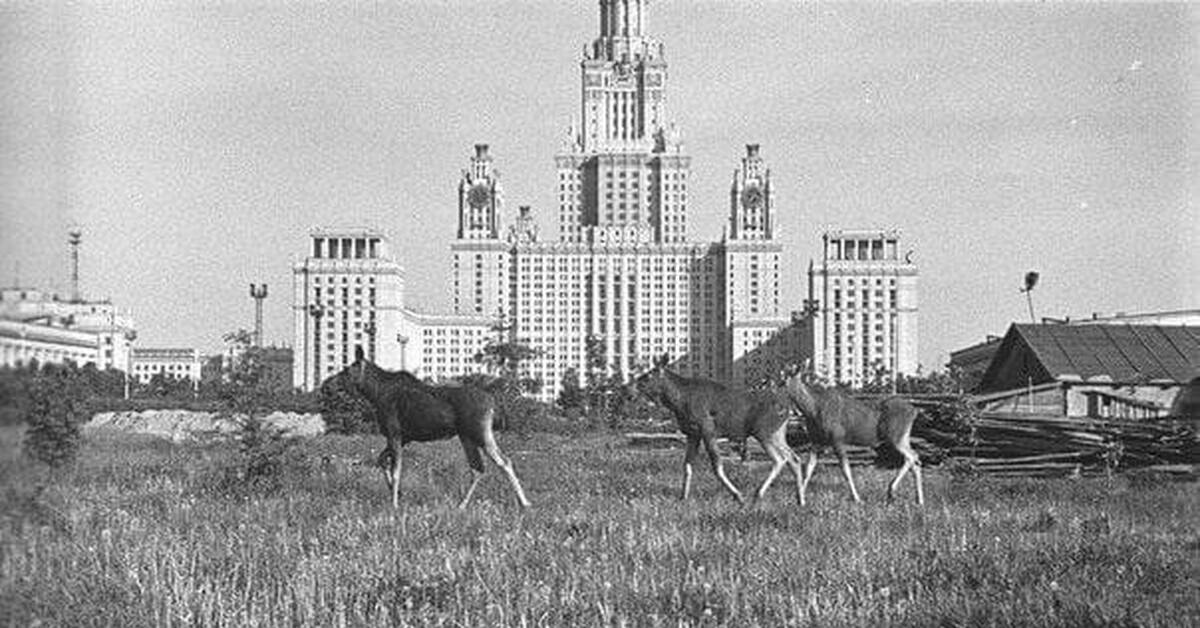 Мгу старейший. Москва 1950 МГУ. Московский университет на Воробьевых горах 1960. Лоси у МГУ 1962 год. Раменки МГУ.