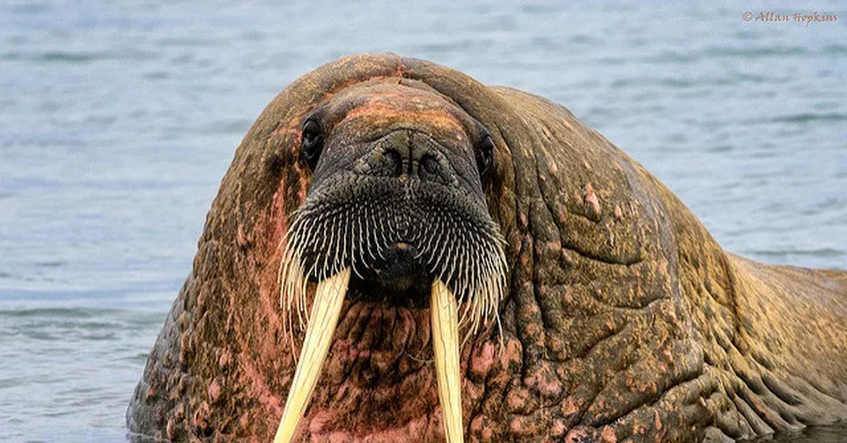 Морж животное или нет. Атлантический подвид моржа. Морж (Odobenus rosmarus). Морж (Атлантический п/вид). Атлантический морж красная книга.