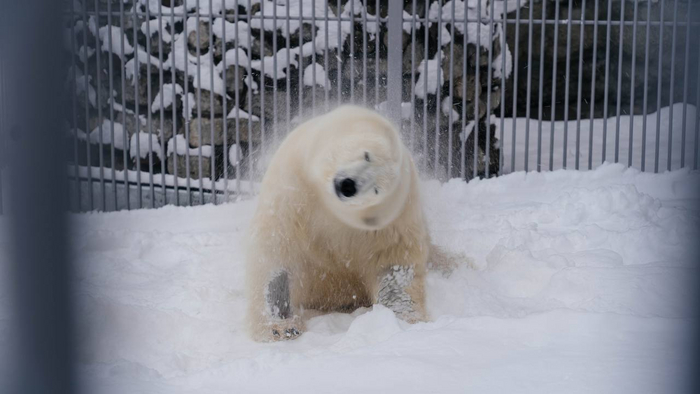 Первый снег белого медведя Диксона в Московском зоопарке Белый медведь, Диксон, Первый снег, Московский зоопарк, Дикие животные, Медведи, Трогательно, Инвалид, Радость, Видео