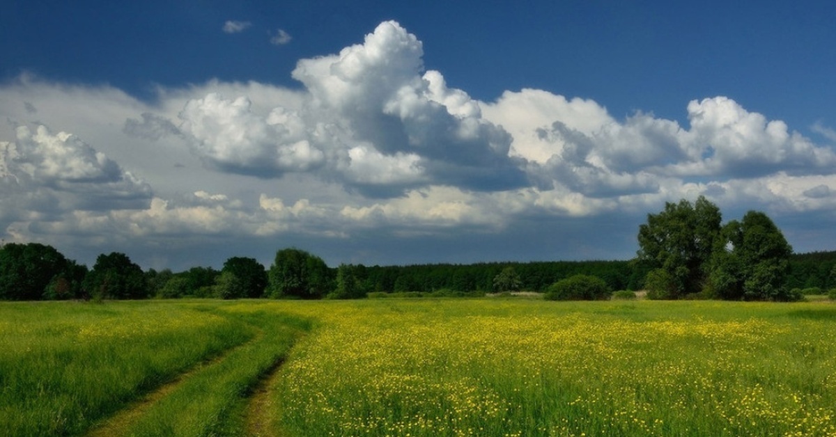 Село трава. Поля Луга. Поля и Луга России. Российский луг. Русские поля и леса.