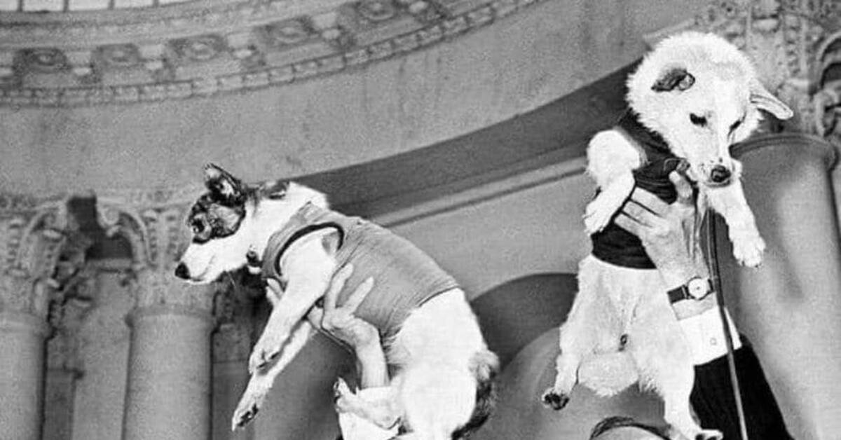 Первые собаки в космосе год. Белка и стрелка полёт в космос 1958. Белка и стрелка собаки космонавты. Собаки цыган и дезик в космосе. Белка и стрелка полет в космос цыган и дезик.