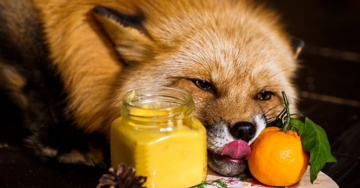 Мандаринов лиса. Мед и животные. Лисий мед. Лиса с едой. Лиса ест.
