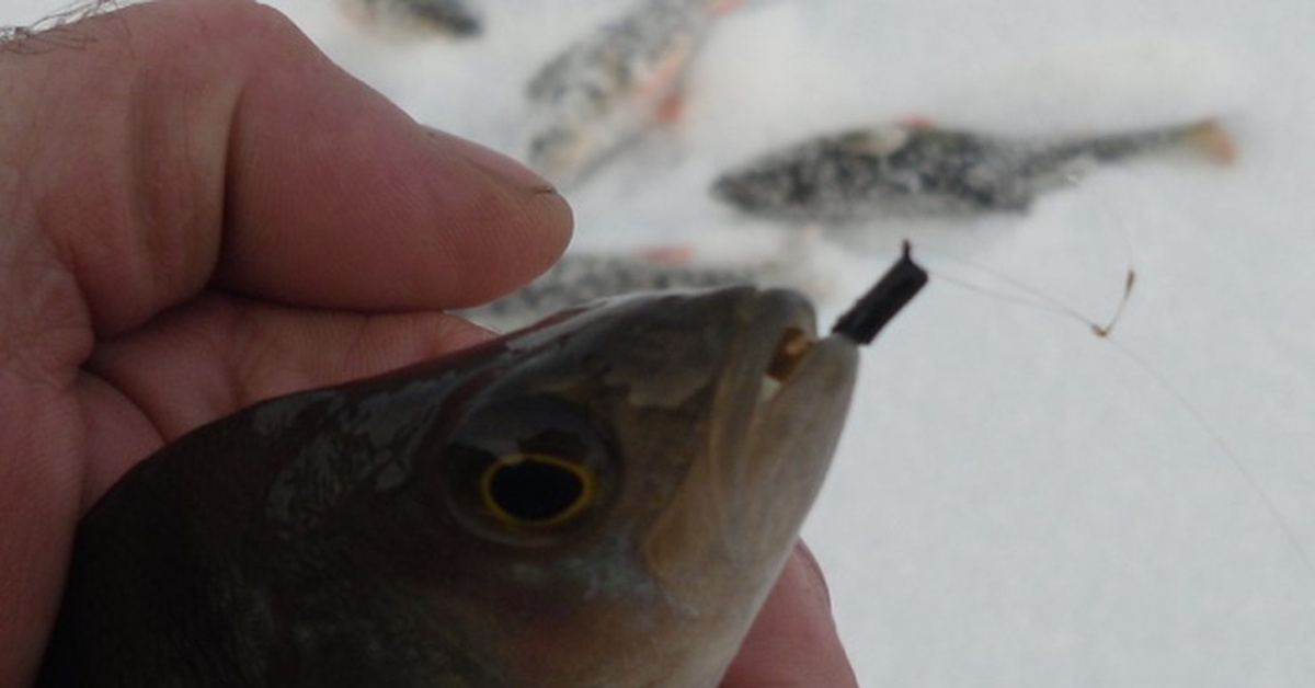 Безмотылки на окуня фото для зимней рыбалки - интересная информация