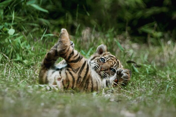 Переверни меня Тигрята, Суматранский тигр, Тигр, Большие кошки, Семейство кошачьих, Хищные животные, Млекопитающие, Дикие животные, Зоопарк, Фотография, Кверху лапами, Вымирающий вид