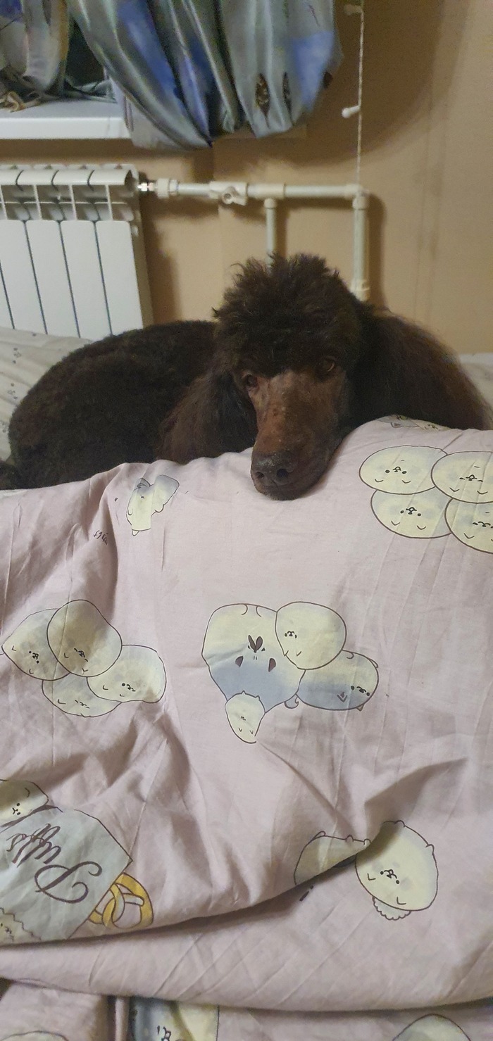 Пудель - всему голова Королевский пудель, Собака, Охота, Милота, Длиннопост