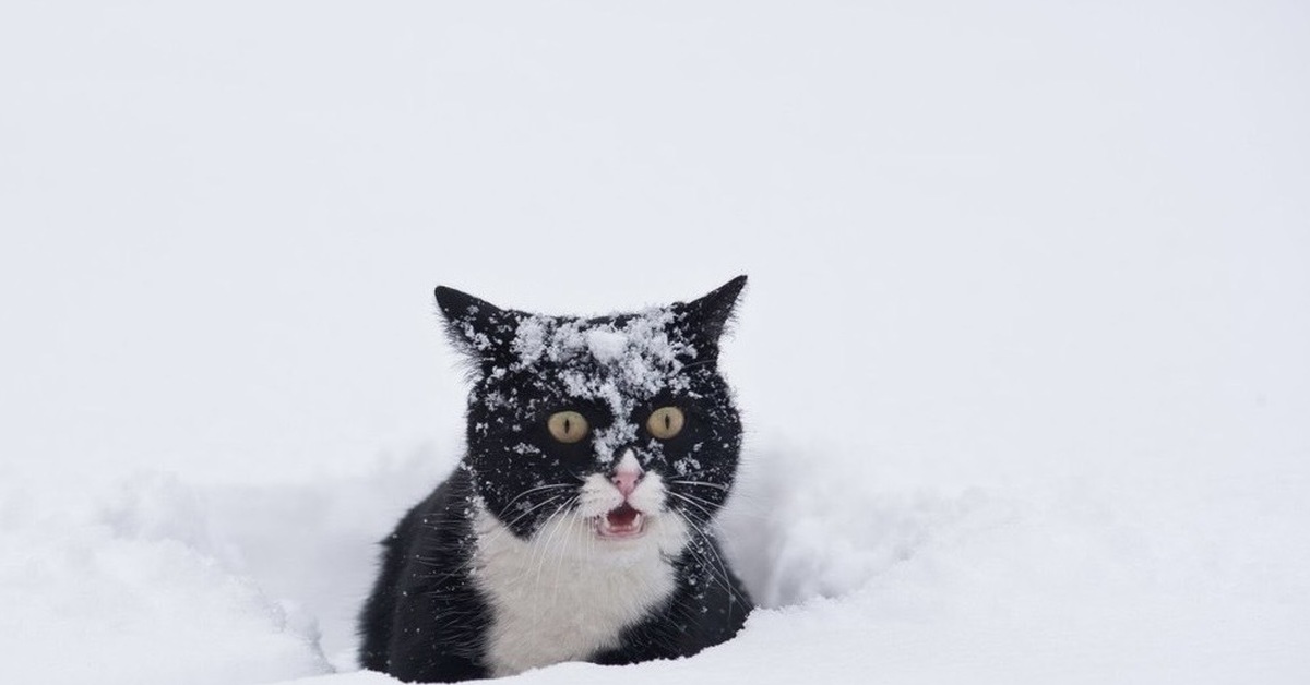 Снег На Голове Кота