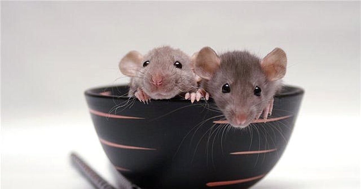 Крысы в идеальных условиях. Мышь. Мышка домашняя. Декоративные крысы. Белая мышка.