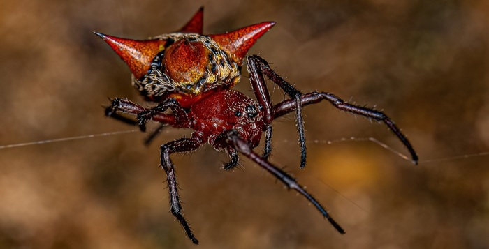 Actinosoma pentacanthum (Южная Америка)
