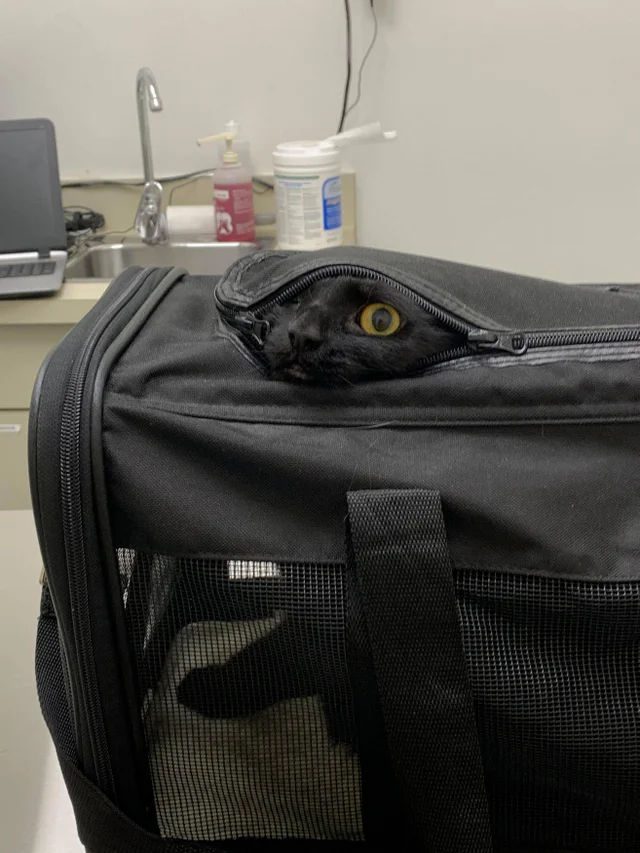 Кошка у ветеринара