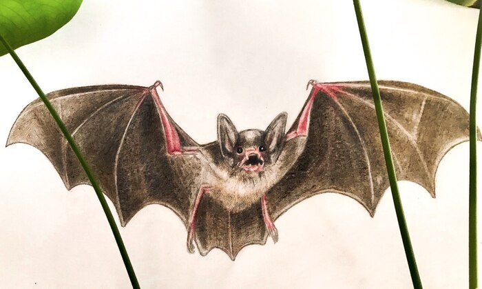 Знакомство со зверем невиданным