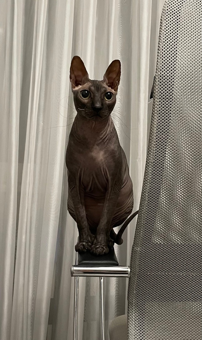 Первый пост с моим котом