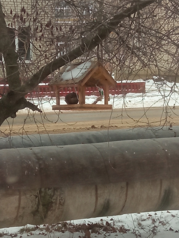 Помогите опознать птицу Птицы, Кормушка, Зима, Видео, Длиннопост, Вертикальное видео, Мобильная фотография, Сойка