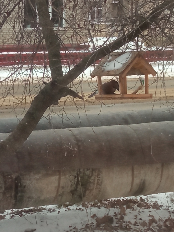 Помогите опознать птицу Птицы, Кормушка, Зима, Видео, Длиннопост, Вертикальное видео, Мобильная фотография, Сойка